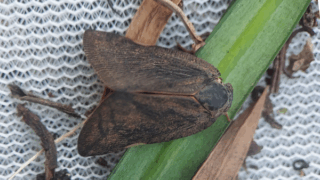 チュウゴクアミガサハゴロモ　２０２５年１０月３０日