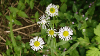 ヒメジョオン？　２０２２年９月２４日