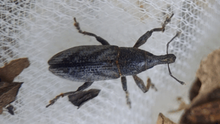 ゾウムシ科　２０２５年１０月２４日