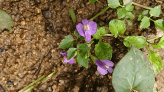 サギゴケ　２０２２年９月２４日