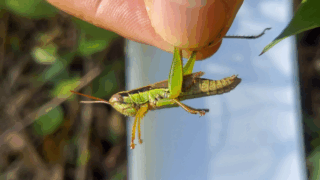 コバネイナゴ　２０２５年１０月１０日