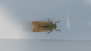 タテスジグンバイウンカ　２０２５年１０月１０日