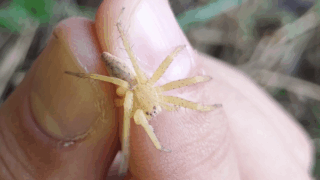 クモ目　２０２５年１０月１０日