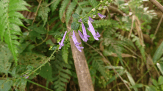 アキチョウジ　２０２２年９月２４日