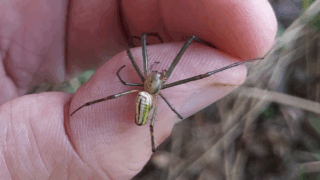 コシロカネグモ？　無脊椎動物　２０２５年１０月１０日　