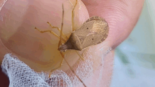 ハラビロヘリカメムシ　２０２５年１０月１０日