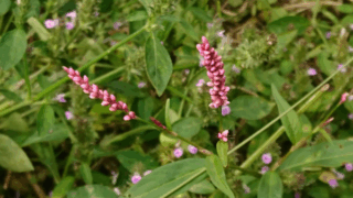 イヌタデ　２０２２年９月２４日