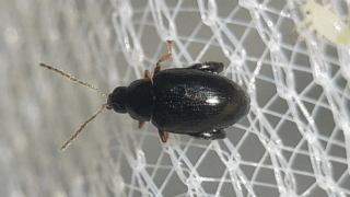 ツブノミハムシ？　２０２５年１１月１６日