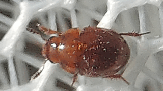 ハムシ科　２０２５年１１月２４日