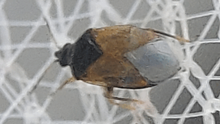 クロアシブトハナカメムシ？　２０２５年１１月２４日