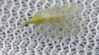 ヒロバカゲロウ科？　２０２５年１１月２２日