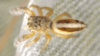 オスクロハエトリ（メス）　２０２５年１１月１６日