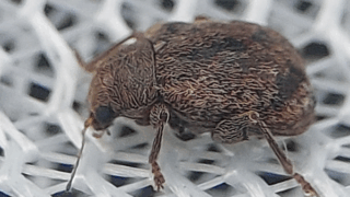 クロオビカサハラハムシ　２０２５年１１月２４日