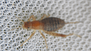 カネタタキ（メス）　２０２５年１１月２４日