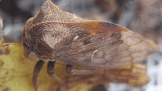 トビイロツノゼミ　２０２５年１１月２４日