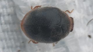 テントウムシ科？　２０２５年１１月２４日