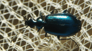 ルリヒラタゴミムシ　２０２５年１１月１６日