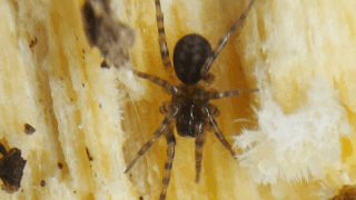 クモ目　２０２５年１１月２４日