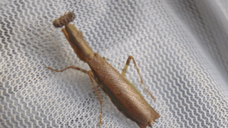 ヒメカマキリ　２０２５年１１月２９日