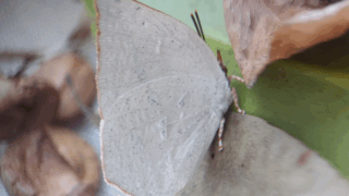 ウラギンシジミ（メス？）　２０２５年１１月２９日