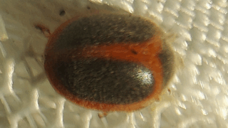 ベニヘリテントウ　２０２５年１１月２９日