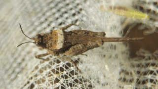 ハネナガヒシバッタ　２０２５年１１月１６日