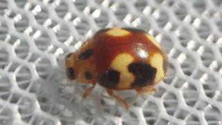 アミダテントウ　２０２５年１１月２９日