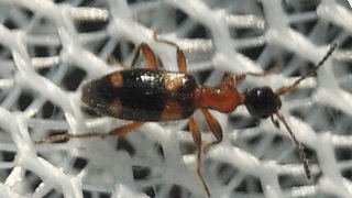 オサムシ科？　２０２５年１１月２９日