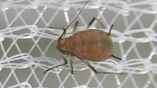 アブラムシ科　２０２５年１１月１６日