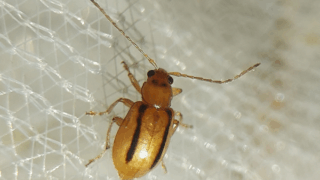 フタスジヒメハムシ　２０２５年１１月１６日