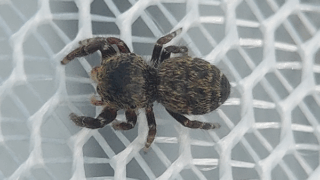 カラスハエトリ（メス）？　２０２５年１１月１７日