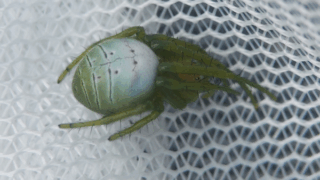 アオオニグモ（メス）　２０２５年１１月１７日