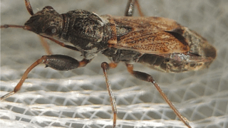 ヒョウタンナガカメムシ科　２０２５年１１月１６日