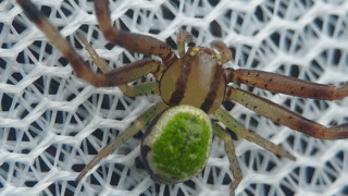 ワキグロサツマノミダマシ（オス）　２０２５年１１月１７日