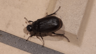 クロコガネ類　２０２３年５月１０日