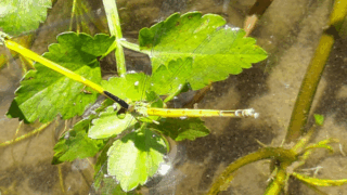 キイトトンボ　２０２３年６月２０日