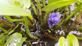 コナギ　２０２３年８月２５日