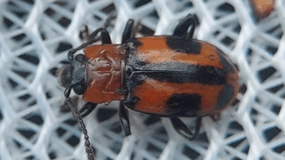 ヨツボシテントウダマシ　２０２５年１１月１７日