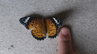 ツマグロヒョウモン　２０２１年１１月１６日