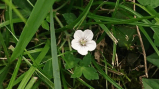 ゲンノショウコ？　２０２２年８月２５日