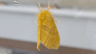 チャドクガ？　２０２３年６月２８日