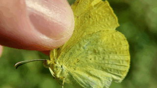チョウ目　２０２５年１１月５日