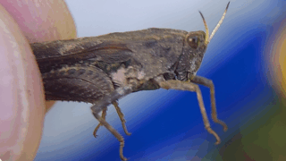 トゲヒシバッタ　２０２５年１１月５日