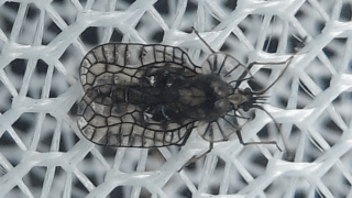 グンバイムシ科　２０２５年１１月１７日