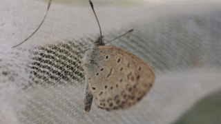 ヤマトシジミ　２０２５年１１月５日