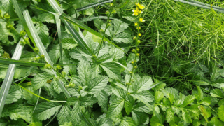 キンミズヒキ？　２０２５年１１月５日