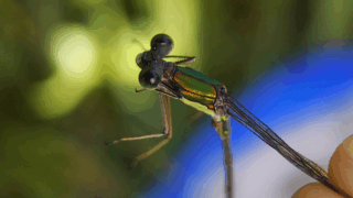 モノサシトンボ科　２０２５年１１月５日