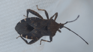 ホオズキカメムシ　２０２５年１１月５日