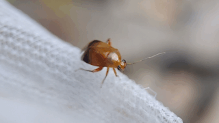 カスミカメムシ科　２０２５年１１月５日