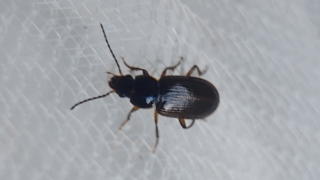 ルリヒラタゴミムシ？　２０２５年１１月５日